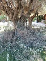 PODA TALA PRESUPUESTO SIN COMPROMISO ➡️