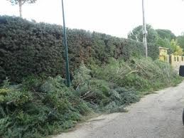 PODA TALA PRESUPUESTO SIN COMPROMISO ➡️