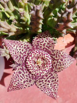 Orbea variegata