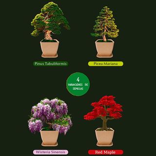 Kit de cultivo de bonsai. NUEVO sin usar.
