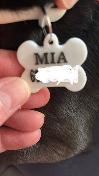 Huesitos para tu mascota