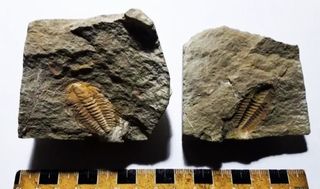 Fosil de Trilobites molde y contra molde