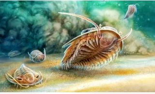 Fosil de Trilobites molde y contra molde