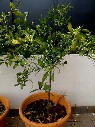Limonero, pomelo, limero, naranjo
