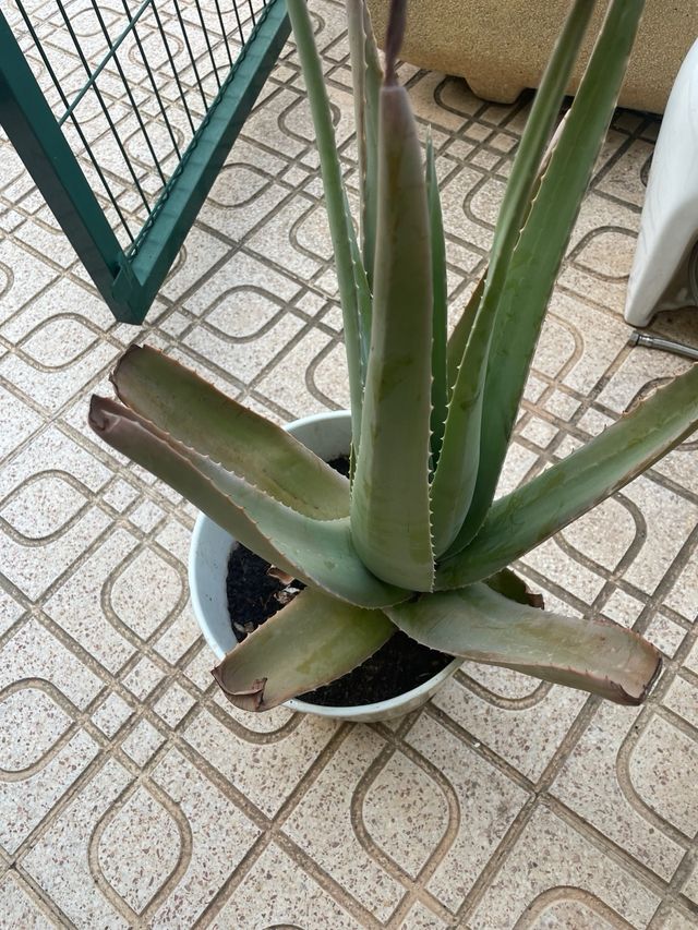 Aloe vera