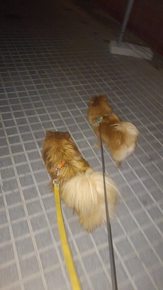 Paseador de perros