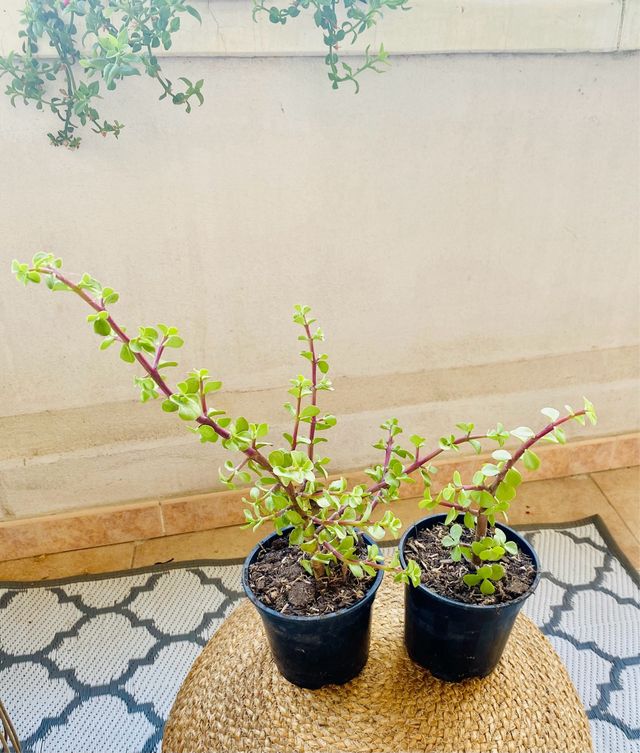 Dos Portulacaria Afra Verde