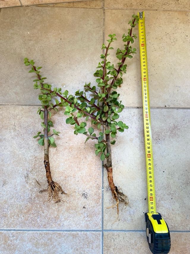 Dos Portulacaria Afra Verde