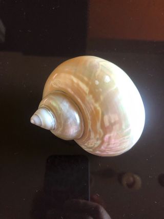 Conchiglia collezione