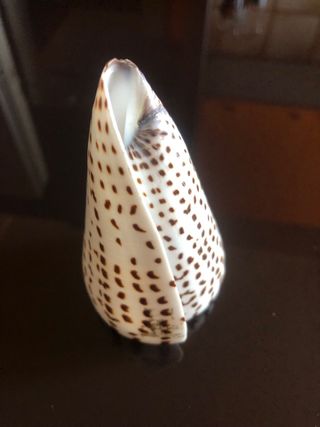 Conchiglia collezione