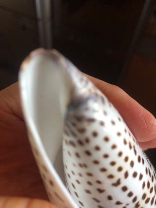 Conchiglia collezione