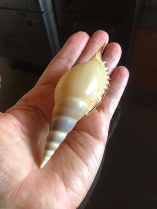 Conchiglia collezione