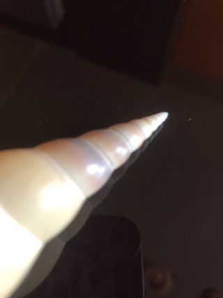 Conchiglia collezione