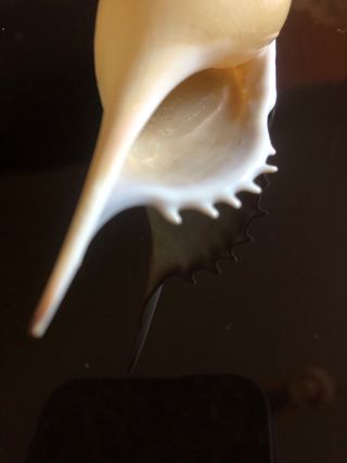 Conchiglia collezione