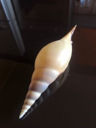 Conchiglia collezione