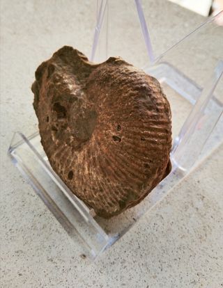 Fosil Ammonites Macro