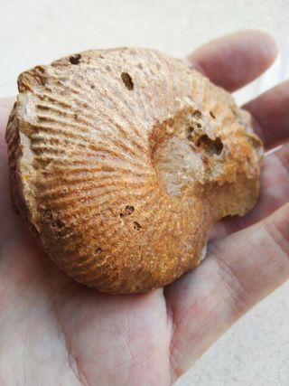 Fosil Ammonites Macro