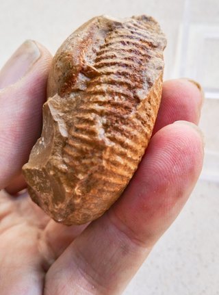 Fosil Ammonites Macro