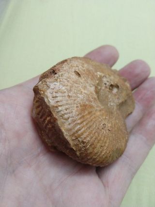 Fosil Ammonites Macro