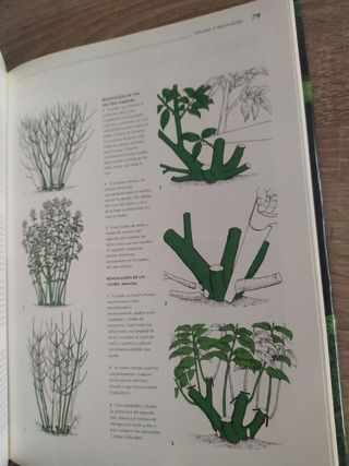 Poda y desarrollo de las plantas