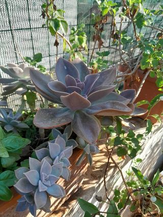 Pianta succulenta