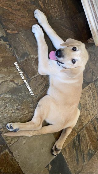 112AlphaDog - Adiestrador Canino