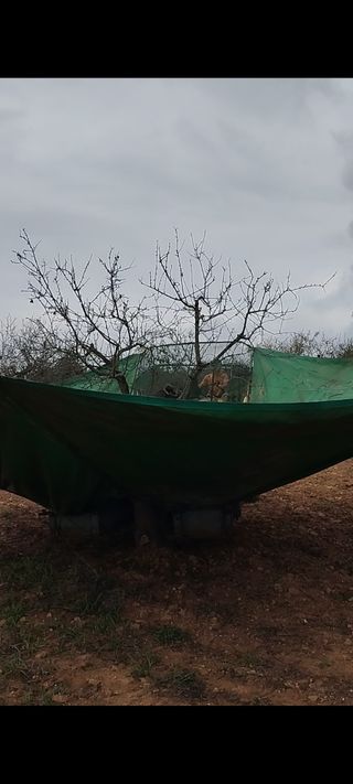 Palmito vibrador recolector