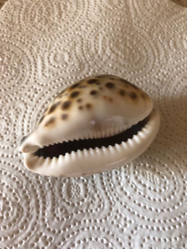 Conchiglia collezione