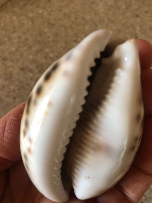 Conchiglia collezione