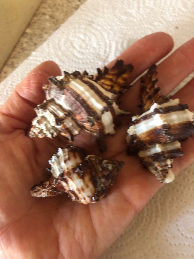 Conchiglie collezione