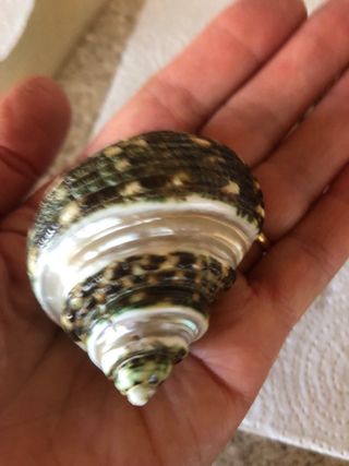 Conchiglie collezione