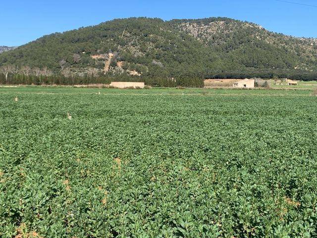 Terreno en venta Sa Pobla.