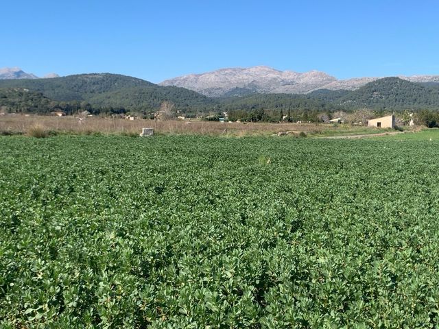 Terreno en venta Sa Pobla.