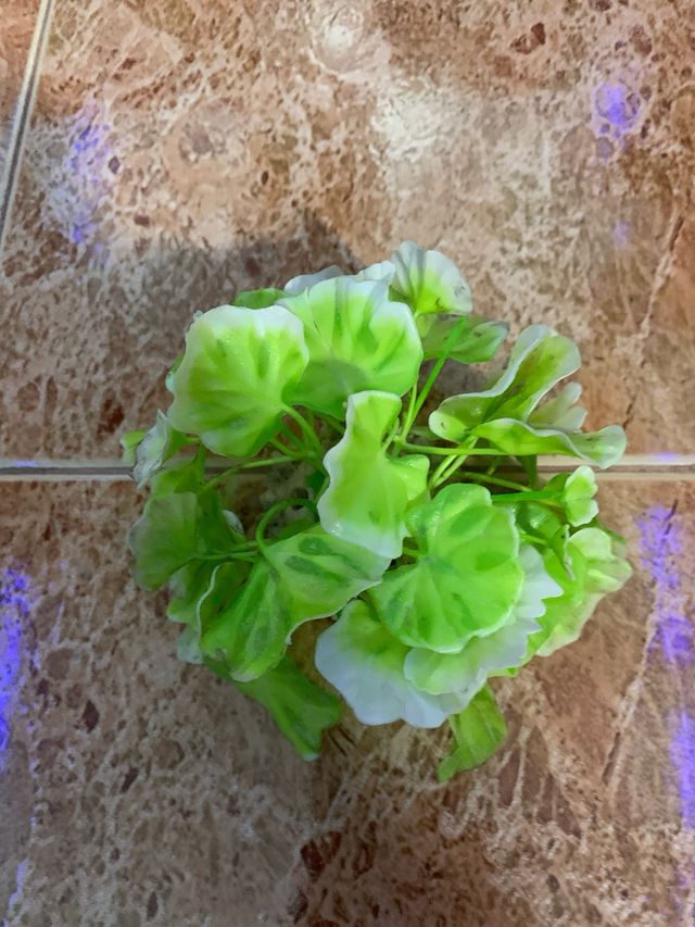 limpiafondos y oxigenador pecera