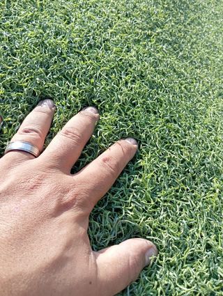 Césped , monofilamento de primera calidad