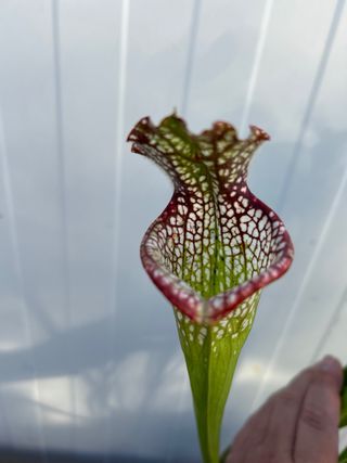 Sarracenia 037 JDB.Planta carnivora