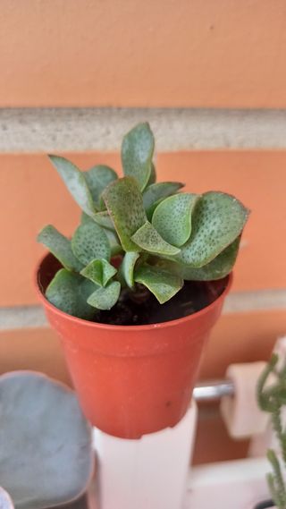 Crassula Ovata Undulata