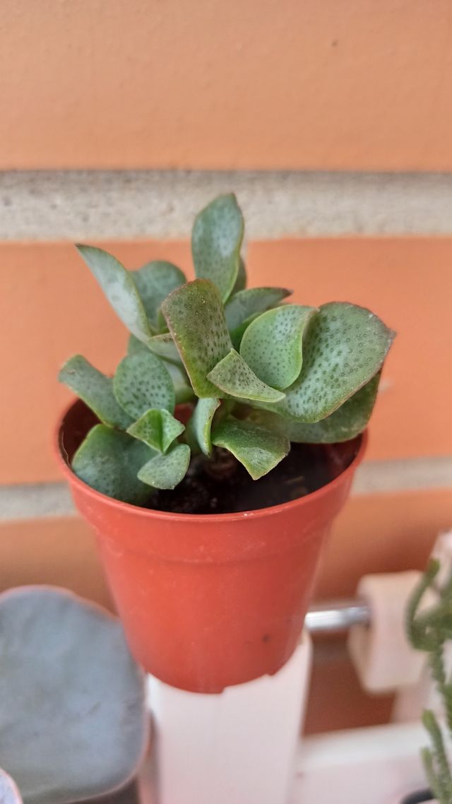 Crassula Ovata Undulata
