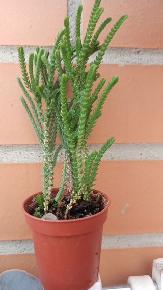 Crassula Muscosa, cordón de San José