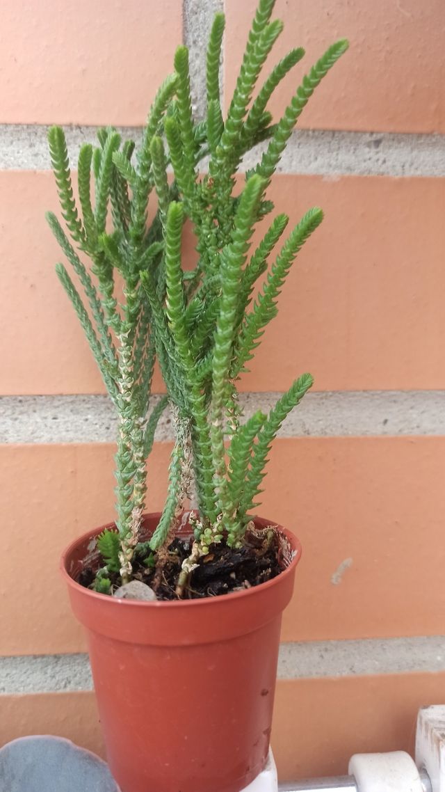 Crassula Muscosa, cordón de San José