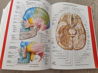 Dicc. terminologico ciencias medicas