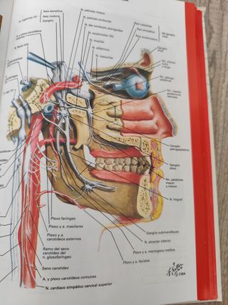 Dicc. terminologico ciencias medicas