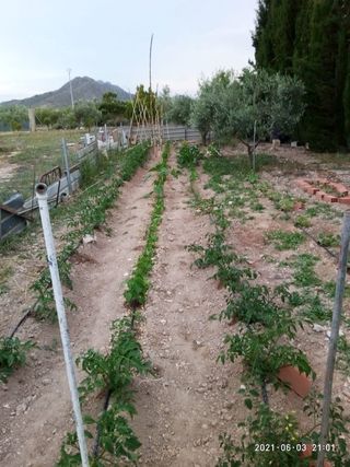terreno en el paraje del cabezo