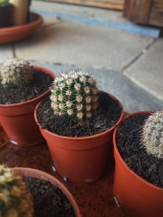 Cactus e succulente a 2 euro