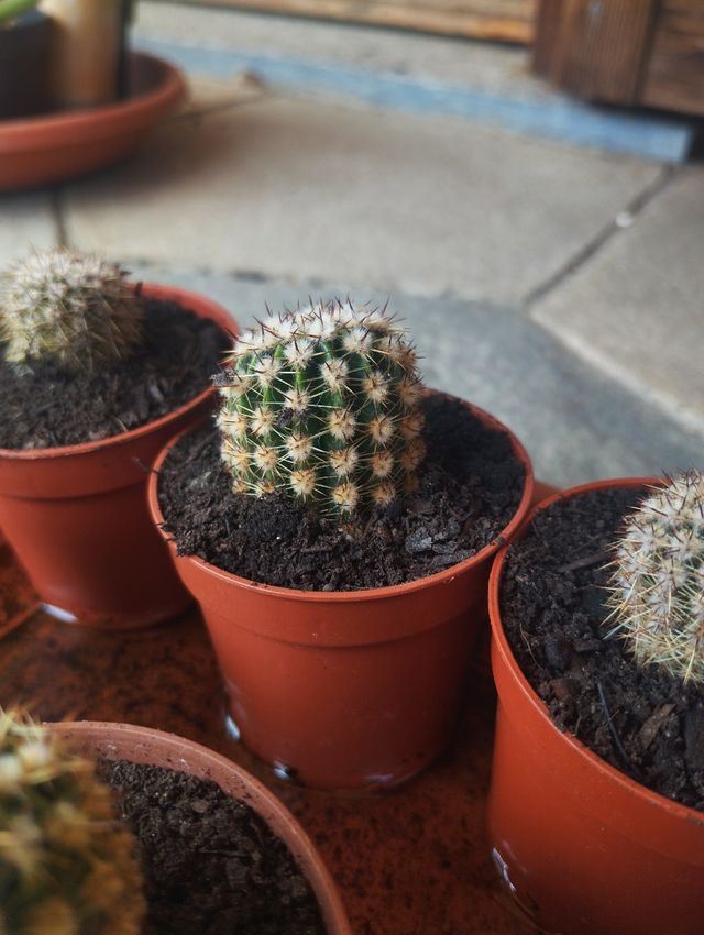 Cactus e succulente a 2 euro