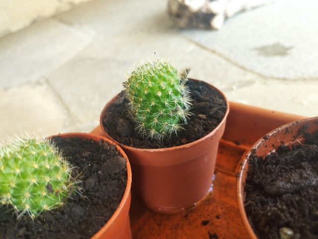 Cactus e succulente a 2 euro
