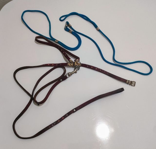 Collare e pettorina per cane