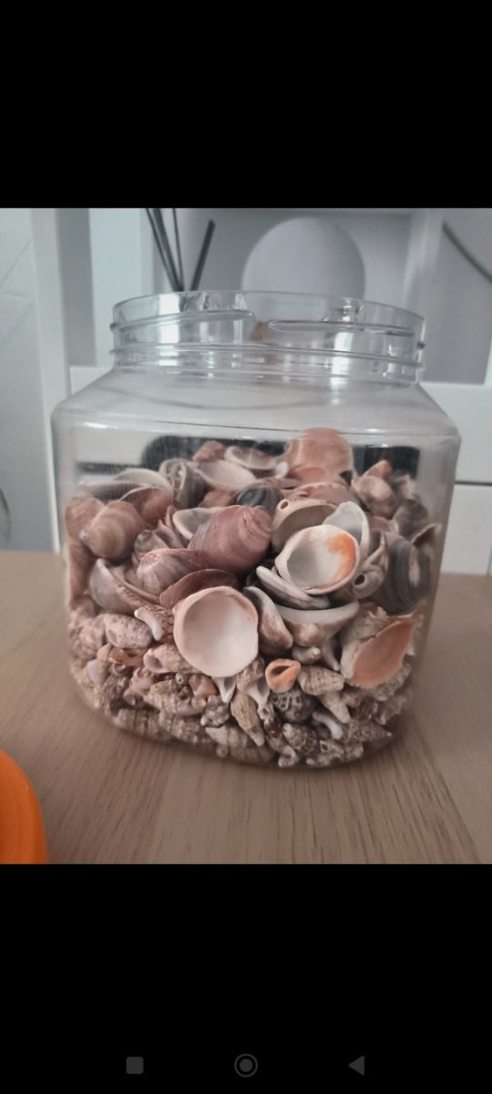 Conchas marinas.
