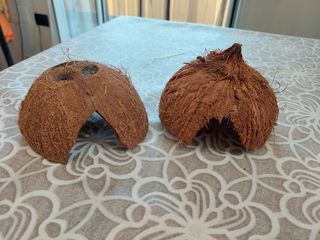 Noce di cocco
