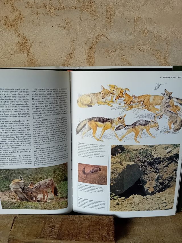 Colección enciclopedia del mundo animal